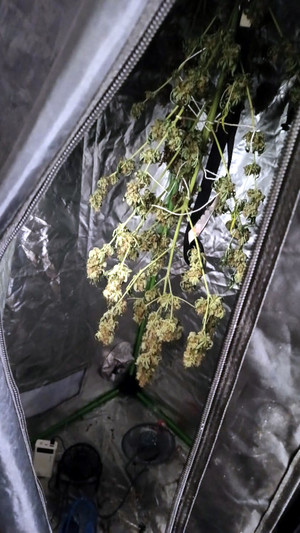 Zlikwidowana plantacja